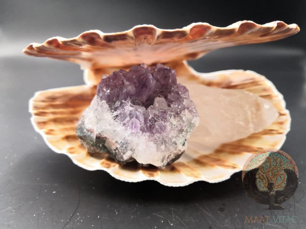 coquille Saint Jacques naturelle et entière - Maât Vitae