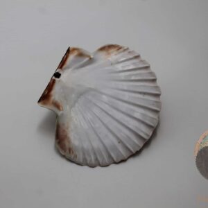 Coquille Saint Jacque Plate - CSJP1 - Maât Vitae