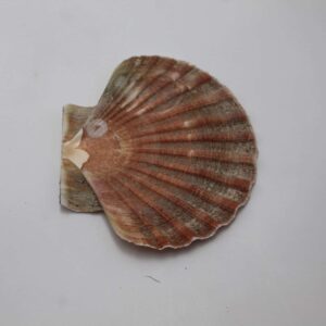 Coquilles St Jacques plates