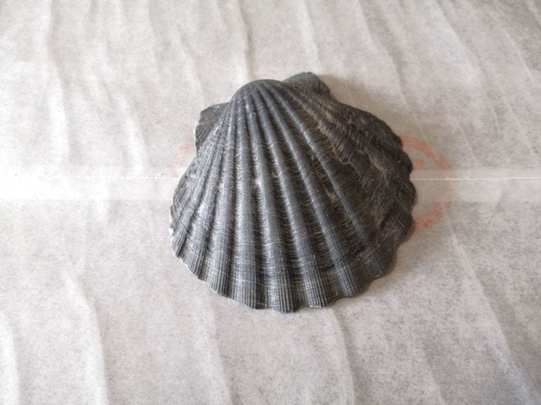 Coquille Saint Jacques noire - Bretonne - Naturelle