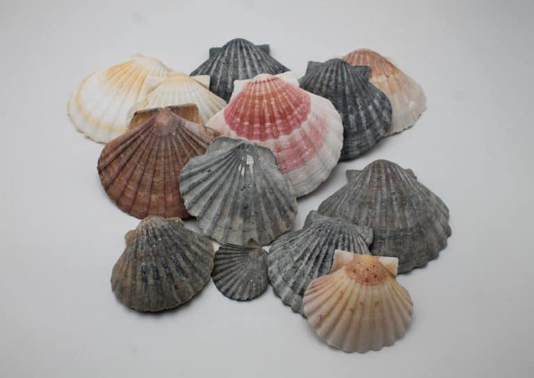 Coquilles Saint Jacques - toutes les couleurs - Maât Vitae