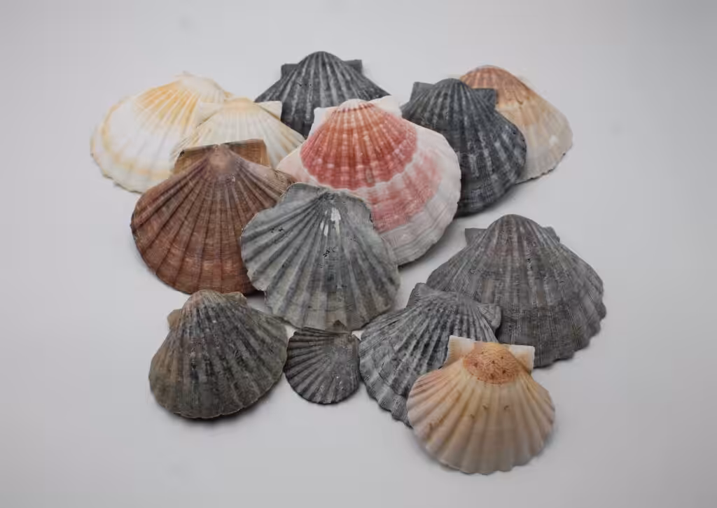 Coquilles Saint Jacques - toutes les couleurs - Maât Vitae
