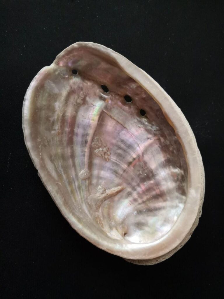 Ormeaux & Abalones