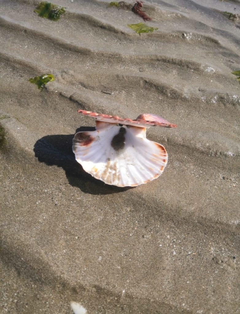 Coquille Saint-Jacques à la plage - Maât Vitae