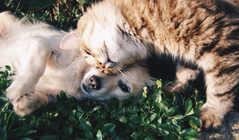 Animaux de compagnie : chat, chien ..