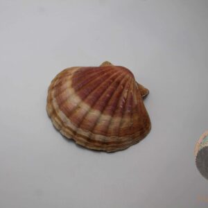 Coquille Saint Jacques naturelle - Lithothérapie