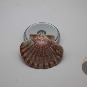 Coquille Saint-Jacques plate