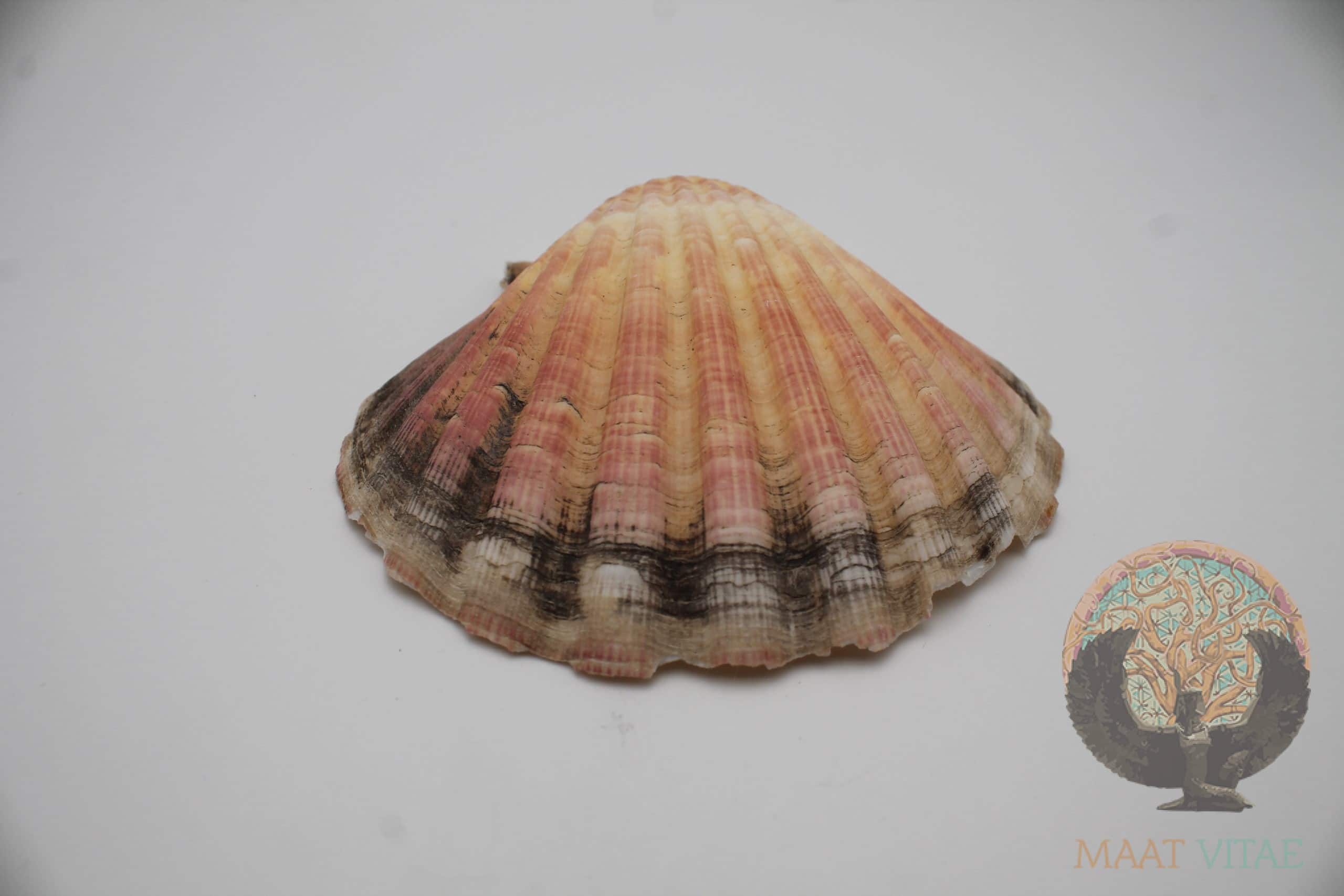 Coquille St Jacques Avec La Fleur De Vie