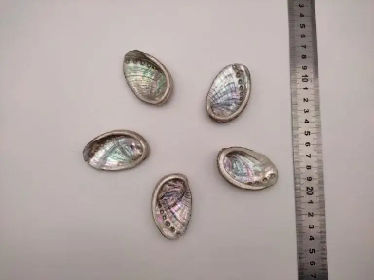 mandala ormeaux