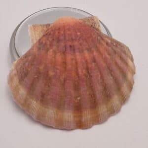 Coquille St Jacques