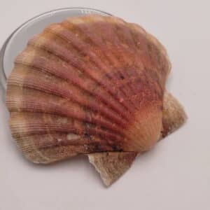 Coquille St Jacques