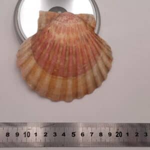 Coquille Saint Jacques