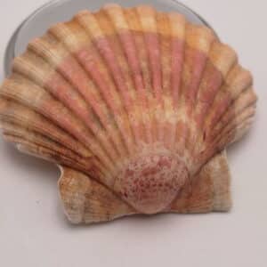 Coquille Saint Jacques