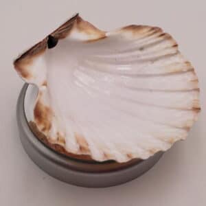 Coquille Saint Jacques