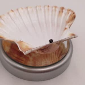 Coquille Saint Jacques
