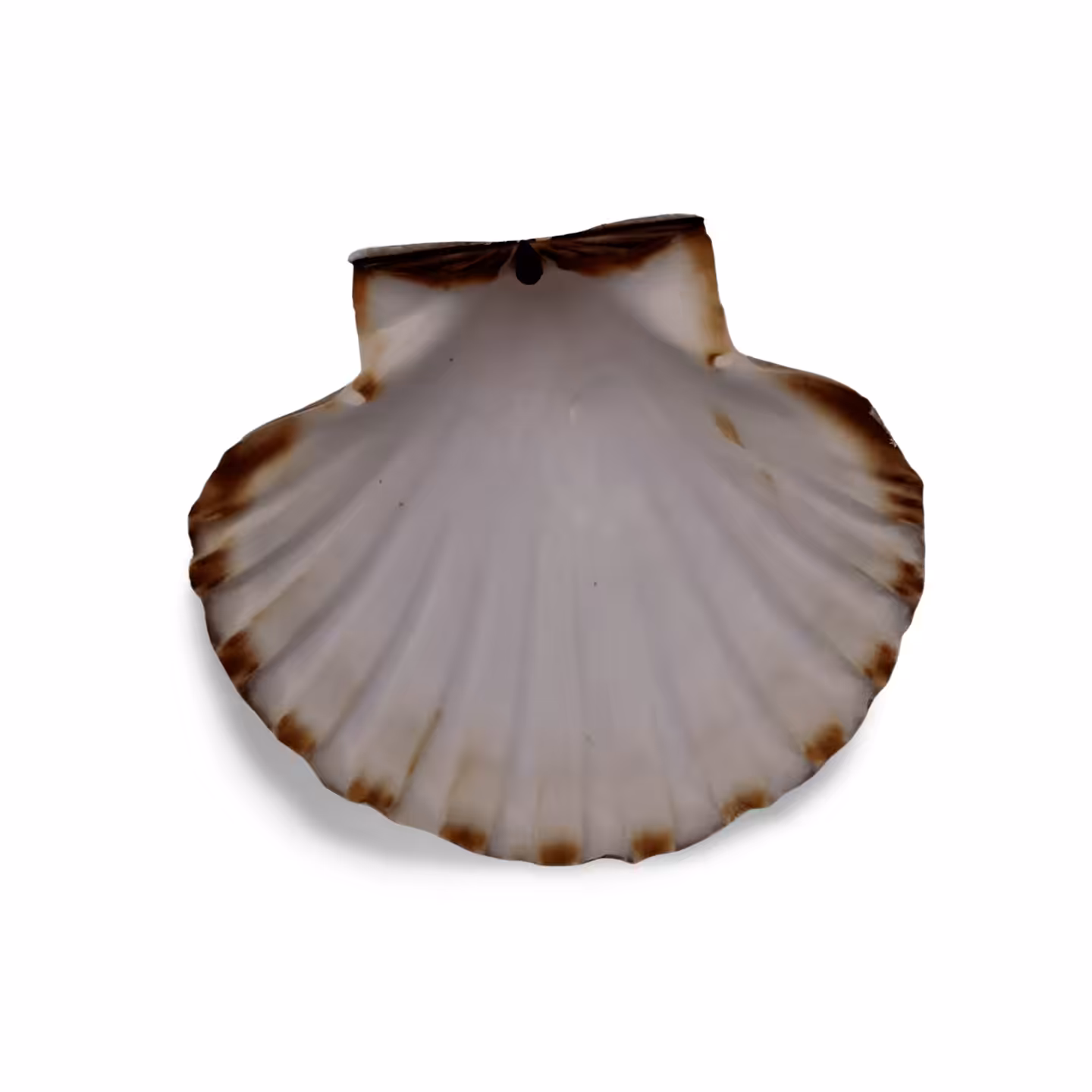 coquille Saint-jacques Côtes d'armor - Maât Vitae - Bretagne